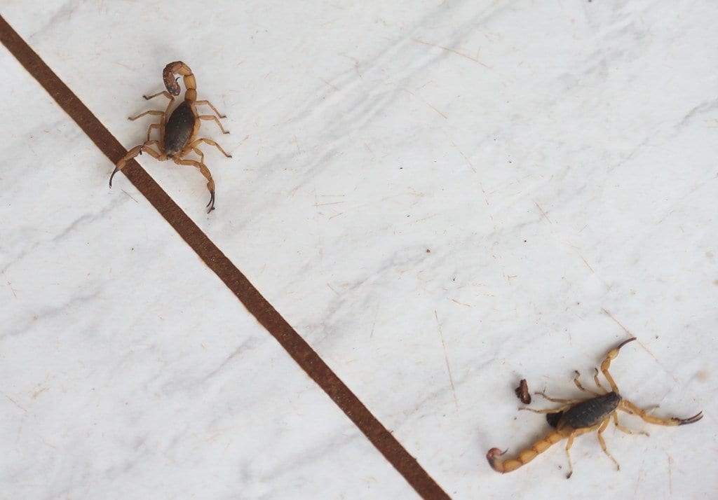 Dois escorpiões-amarelos sobre um piso de mármore dentro de casa