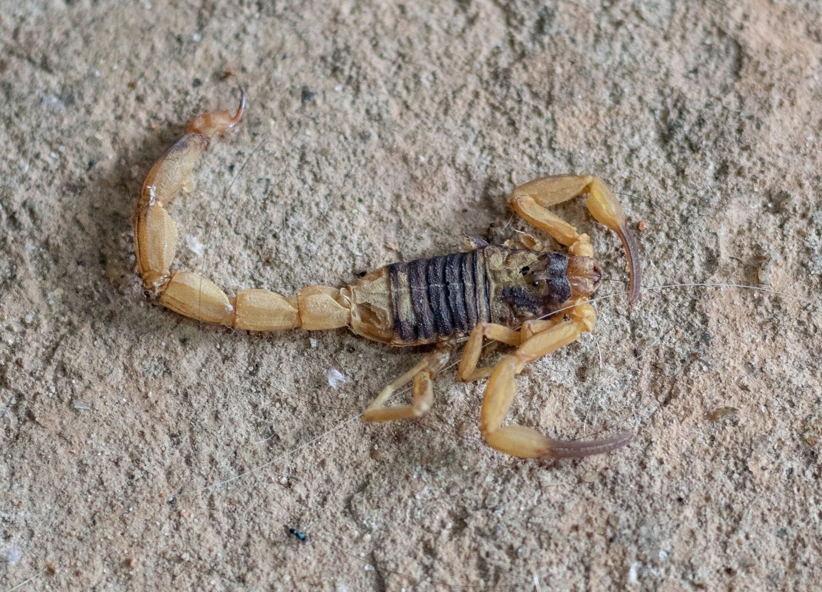 Escorpião-amarelo (Tityus serrulatus) sobre chão de cimento
