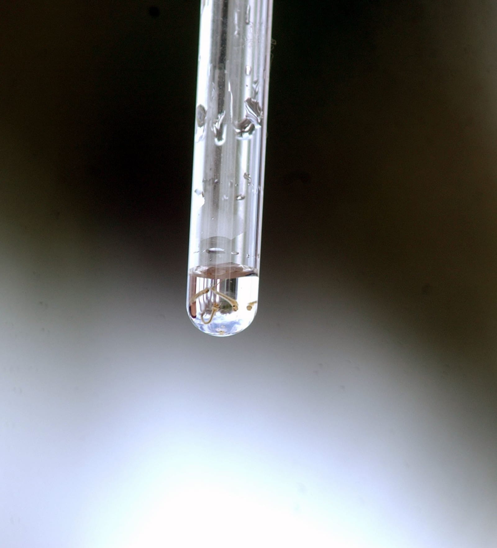 Larvas do Aedes aegypti em um recipiente com água, segurado contra a luz