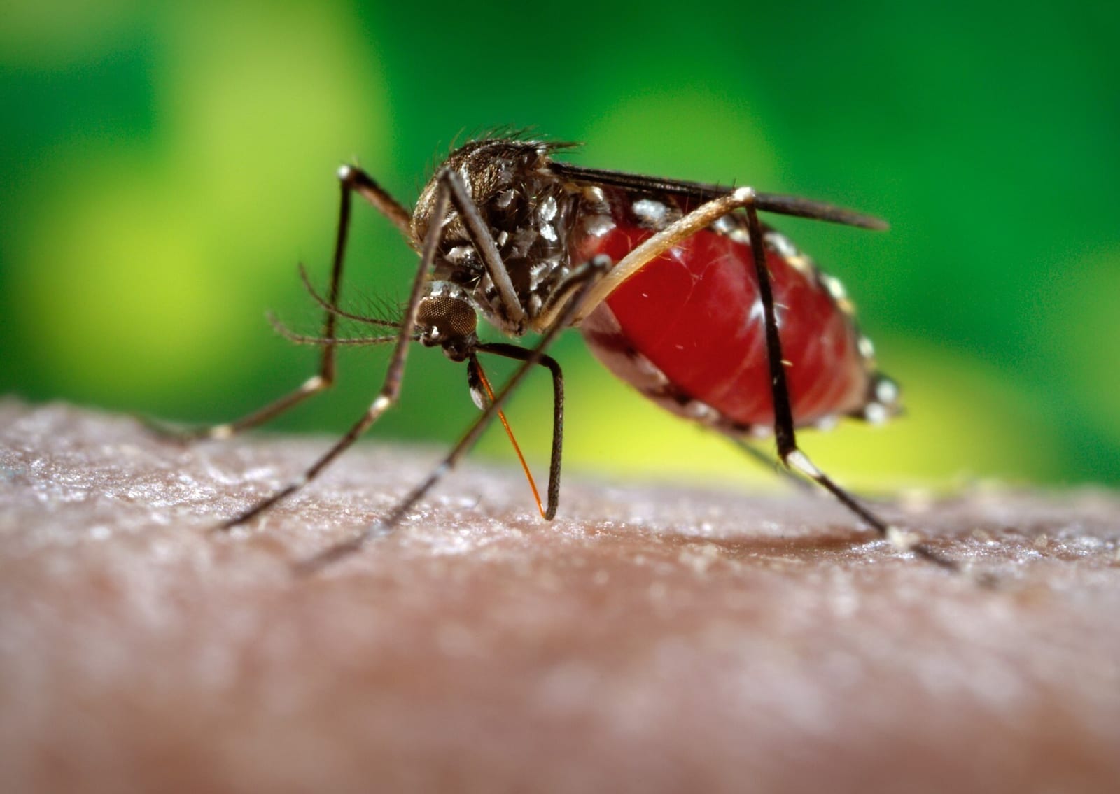 Mosquito Aedes aegypti pousado na pele, em close
